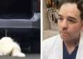 Acciones legales por el caso de Rocky