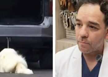 Acciones legales por el caso de Rocky