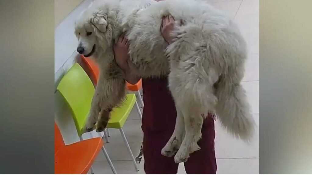 Cambio del perrito Rocky